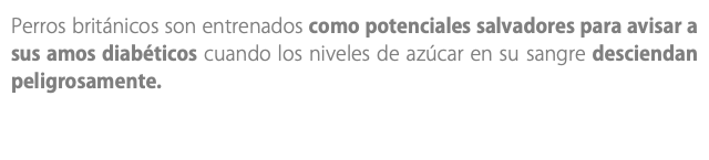 Perros británicos son entrenados como potenciales salvadores para avisar a sus amos diabéticos cuando los niveles de azúcar en su sangre desciendan peligrosamente.