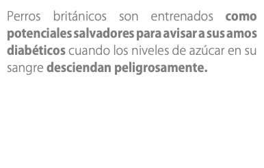 Perros británicos son entrenados como potenciales salvadores para avisar a sus amos diabéticos cuando los niveles de azúcar en su sangre desciendan peligrosamente.